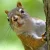 booksquirrel