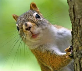 booksquirrel
